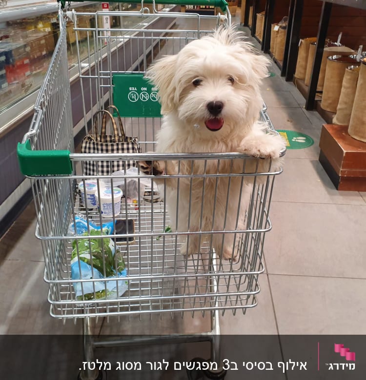 כלב קטן בעגלת קניות בסופרמרקט